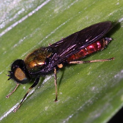 Chloromyia speciosa
